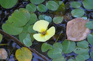Water poppy